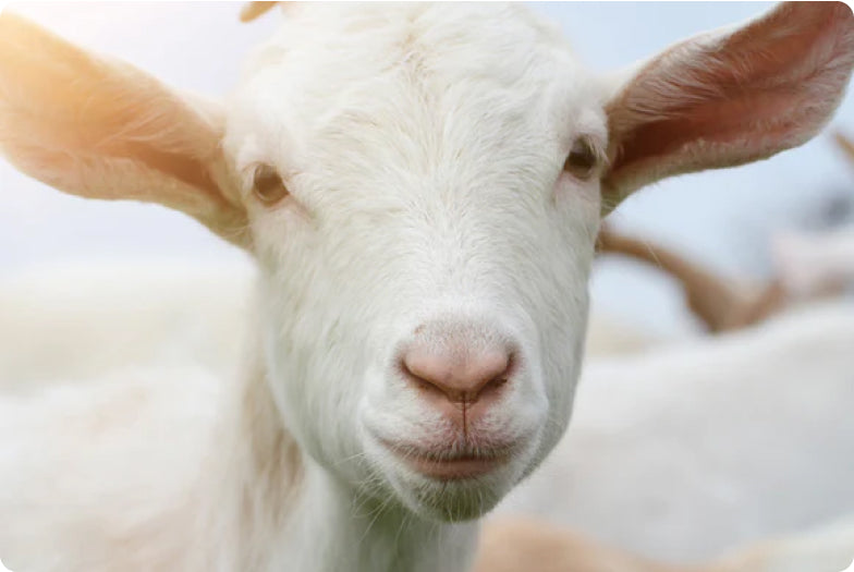 Happy Goat Portrait