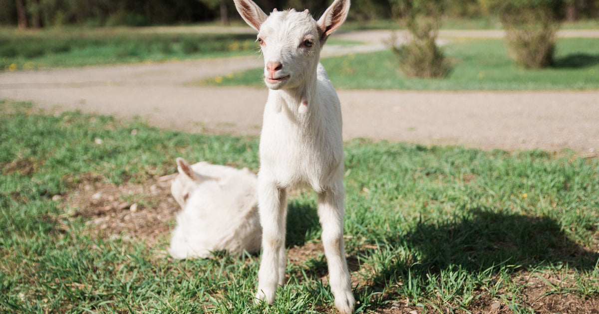 The 3 Key Benefits of Whole-fat Goat Milk Infant Formula – Aussie Bubs